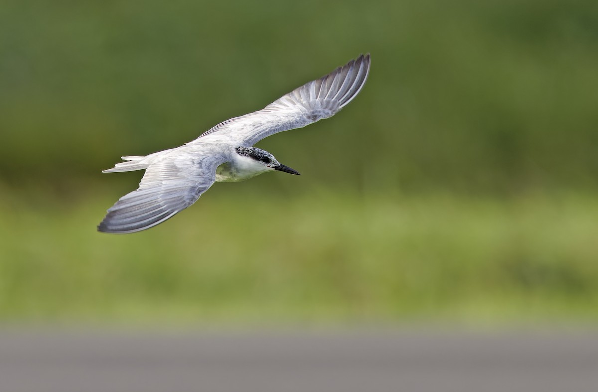 Whiskered Tern - ML647402020