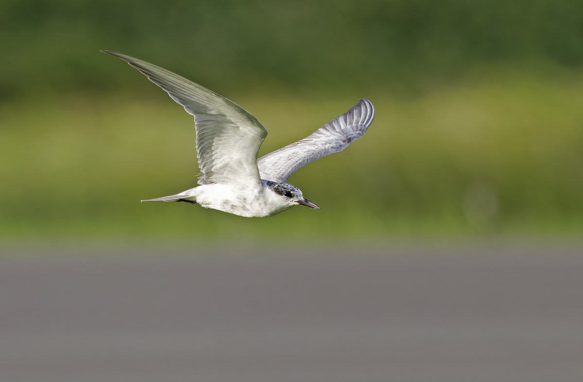 Whiskered Tern - ML647402021