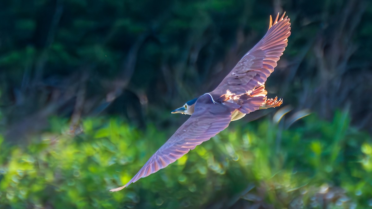 Nankeen Night Heron - ML647402022