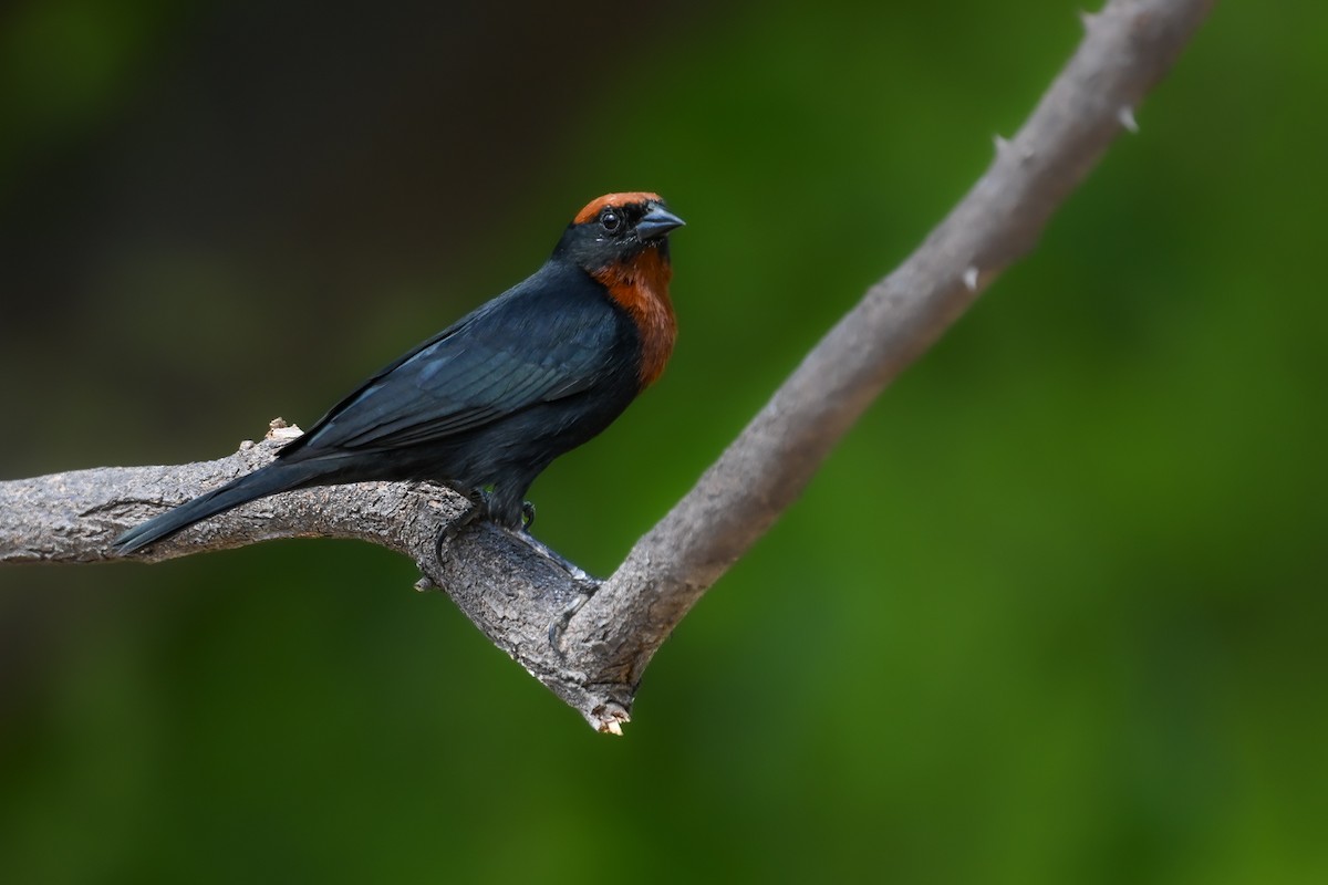 Chestnut-capped Blackbird - ML647402023