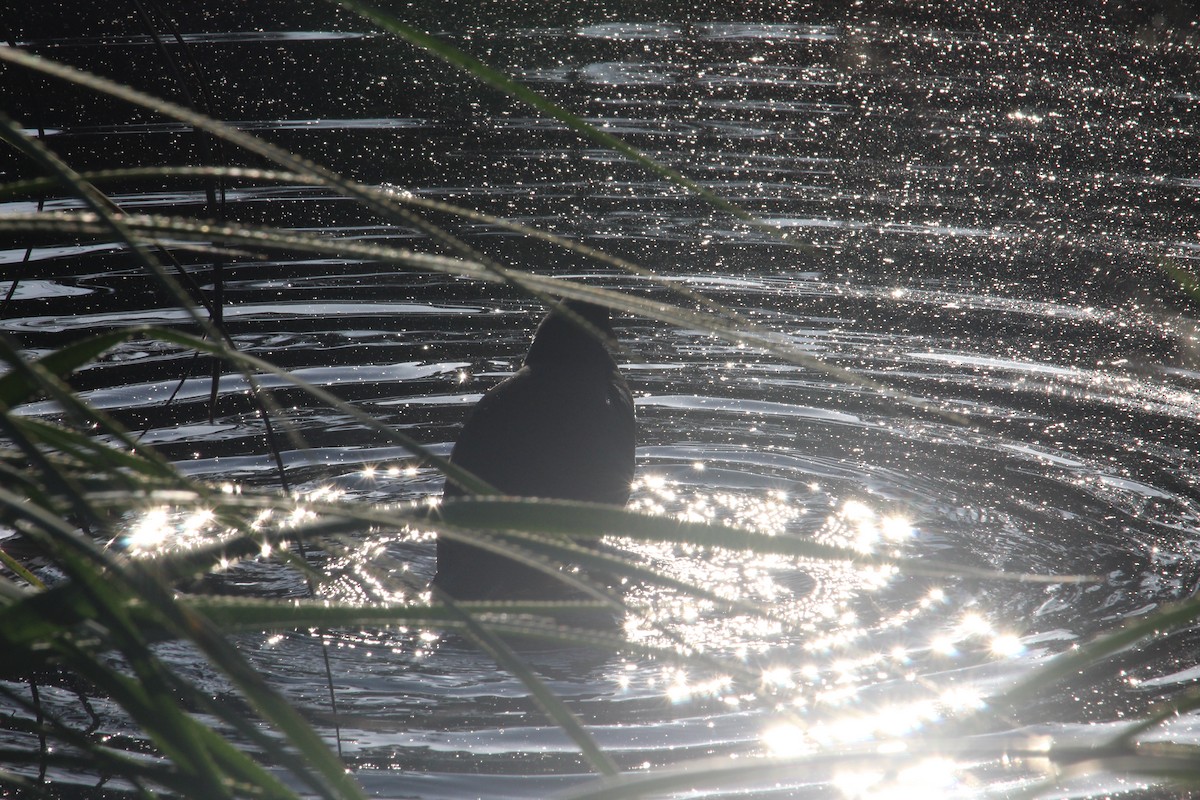 Masked Lapwing - ML647402025