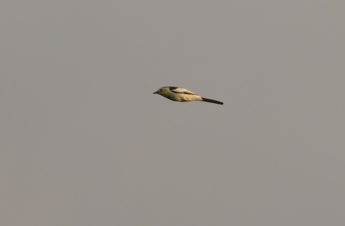 White Wagtail (Chinese) - ML647402027