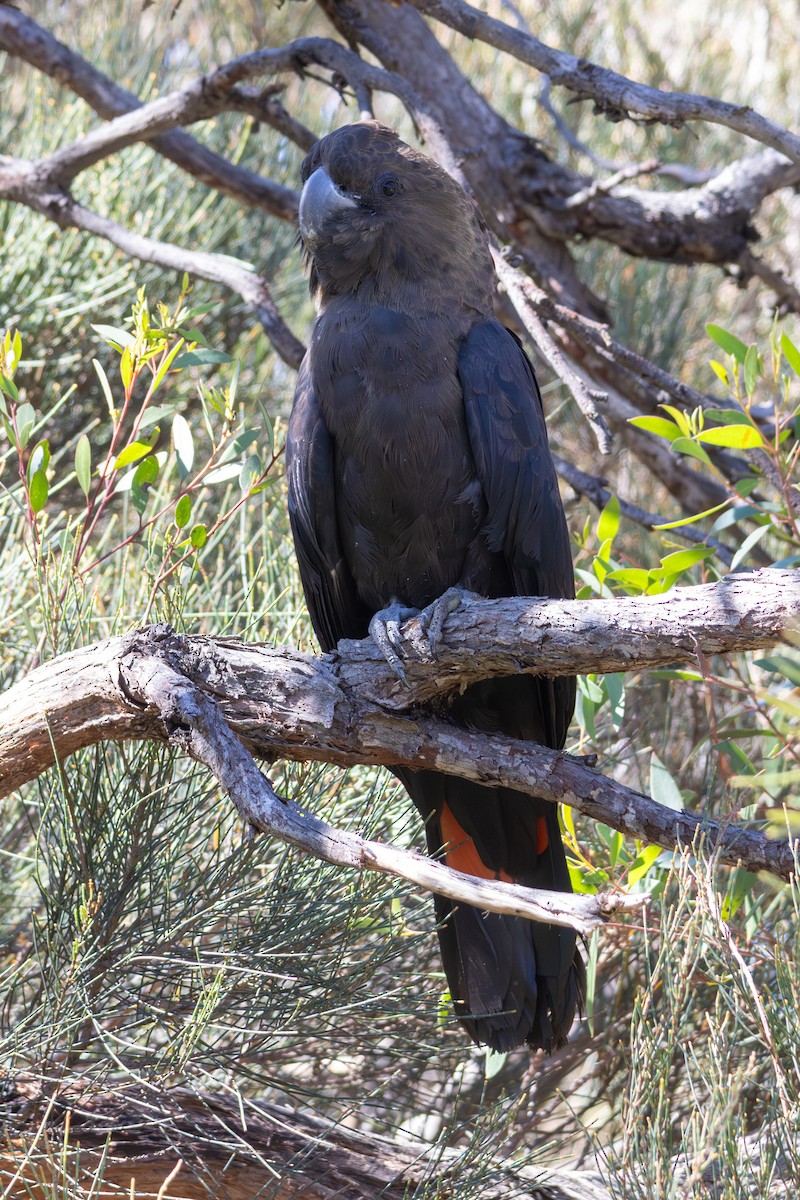 Glossy Black-Cockatoo - ML647402028
