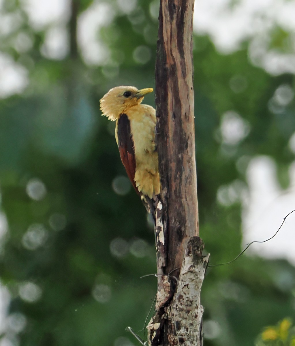 Cream-colored Woodpecker - ML647402029