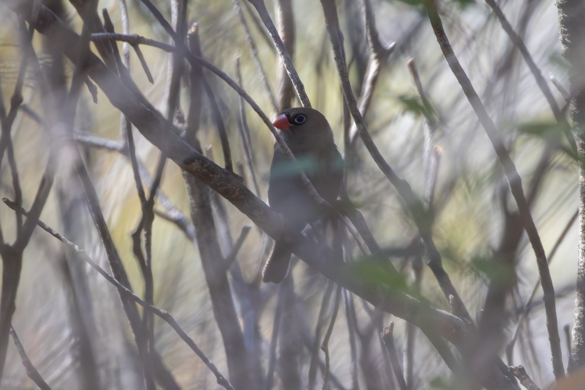 Beautiful Firetail - ML647402031