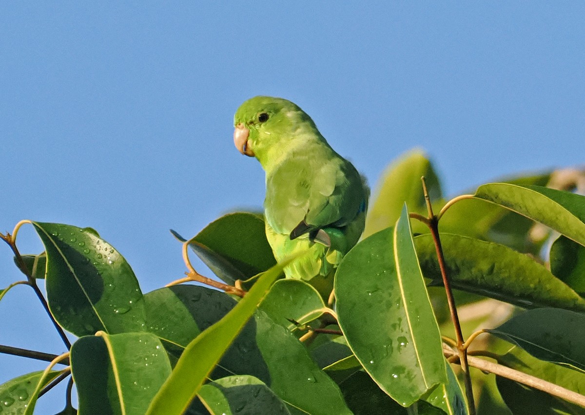 Green-rumped Parrotlet - ML647402033