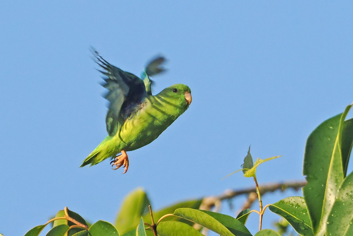 Green-rumped Parrotlet - ML647402034