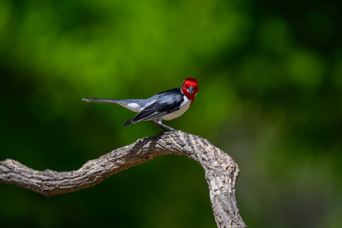 Red-cowled Cardinal - ML647402035