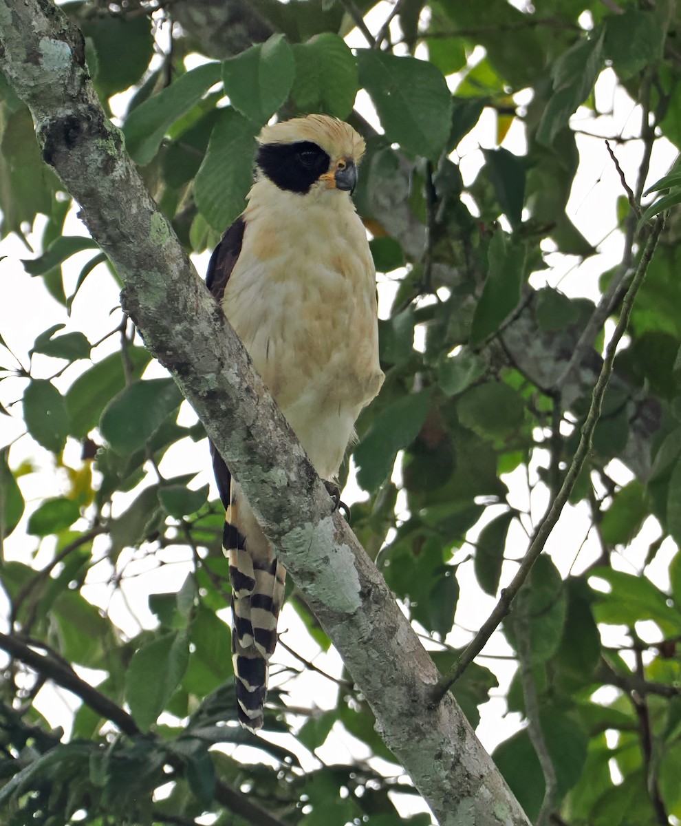 Laughing Falcon - ML647402040
