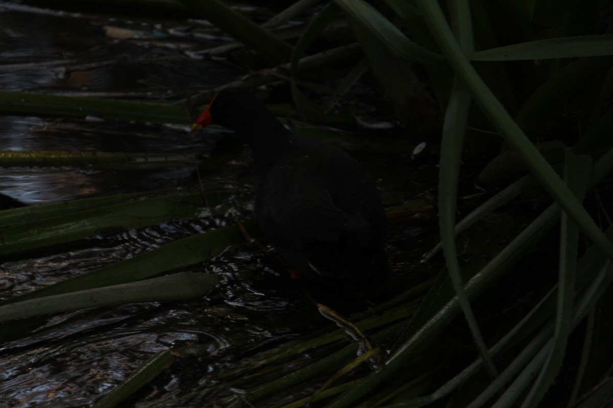 Dusky Moorhen - ML647402045