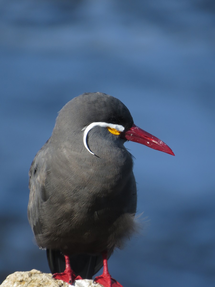 Sterne inca - ML647402056