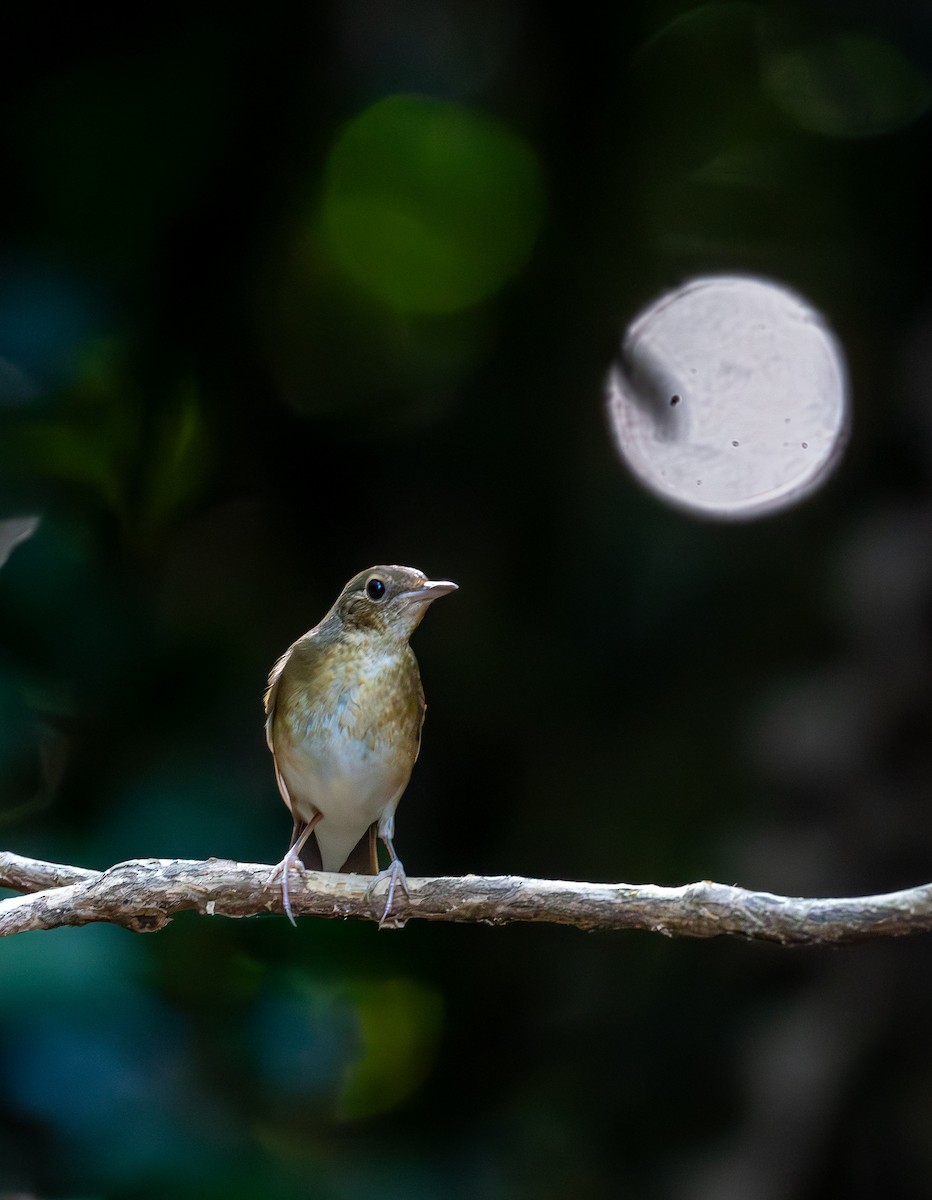 Siberian Blue Robin - ML647402057