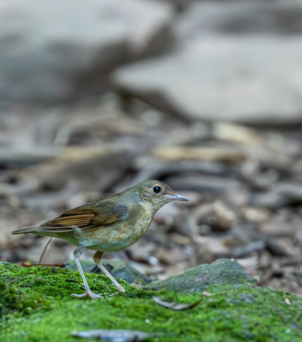 Siberian Blue Robin - ML647402058