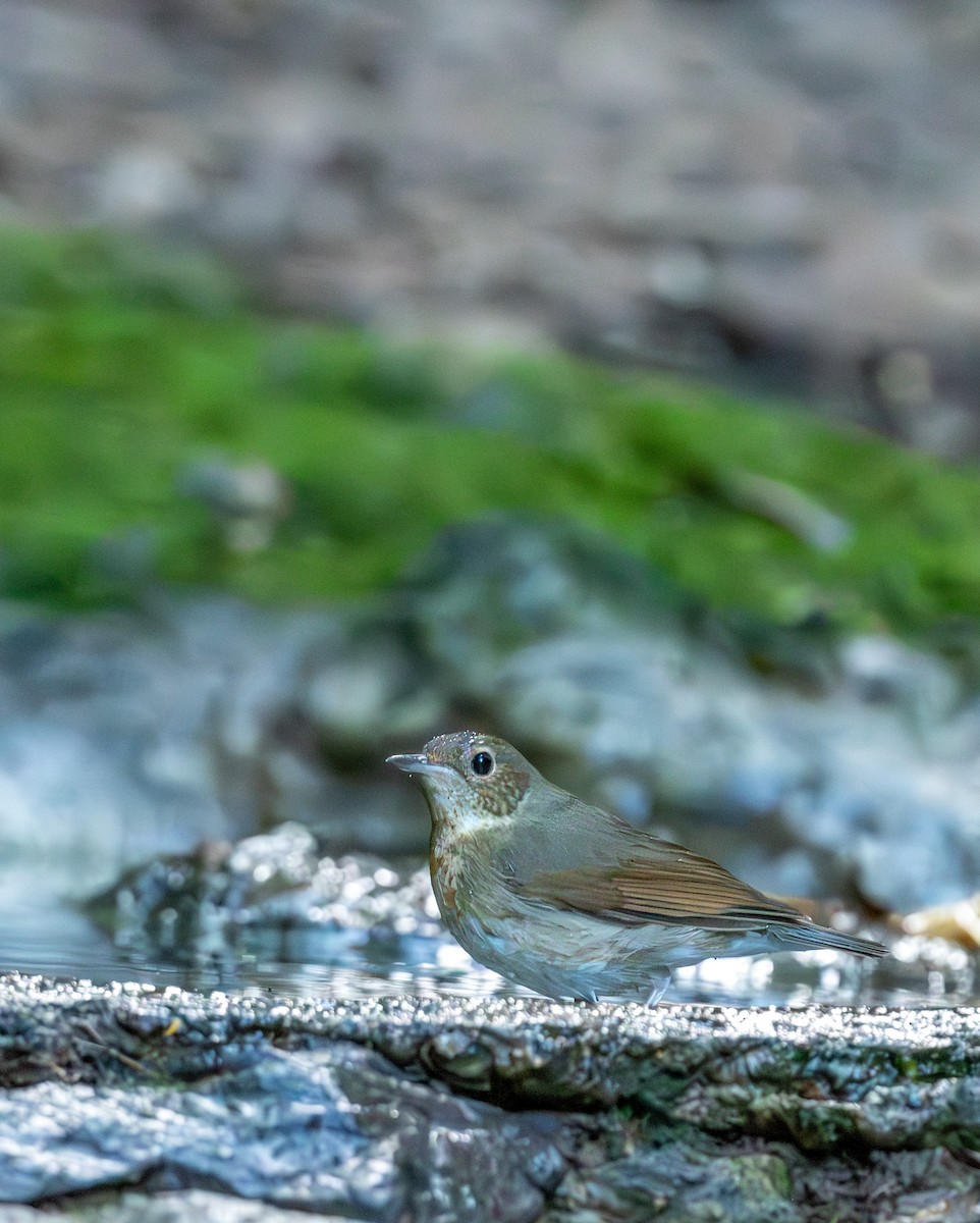 Siberian Blue Robin - ML647402060