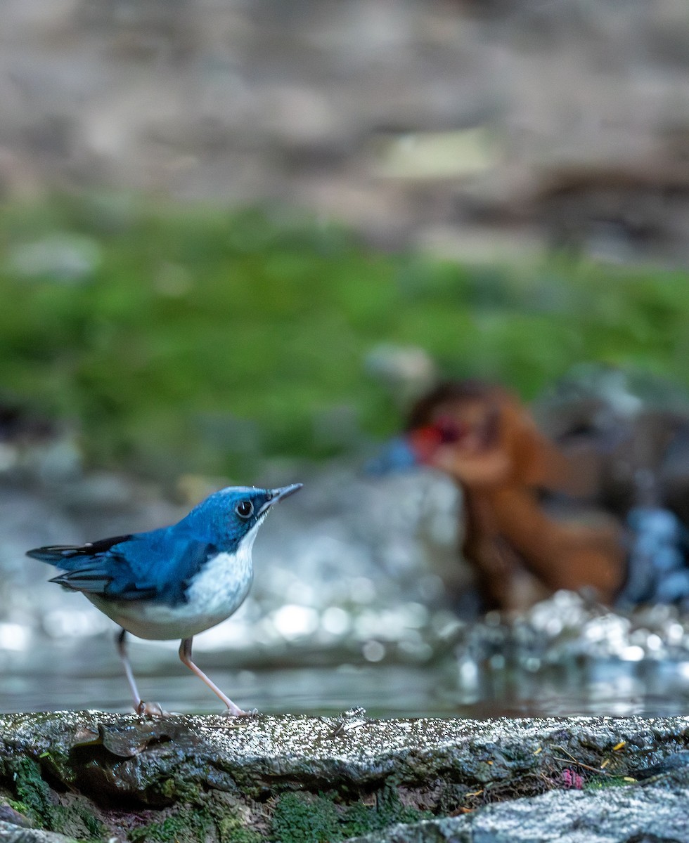 Siberian Blue Robin - ML647402061