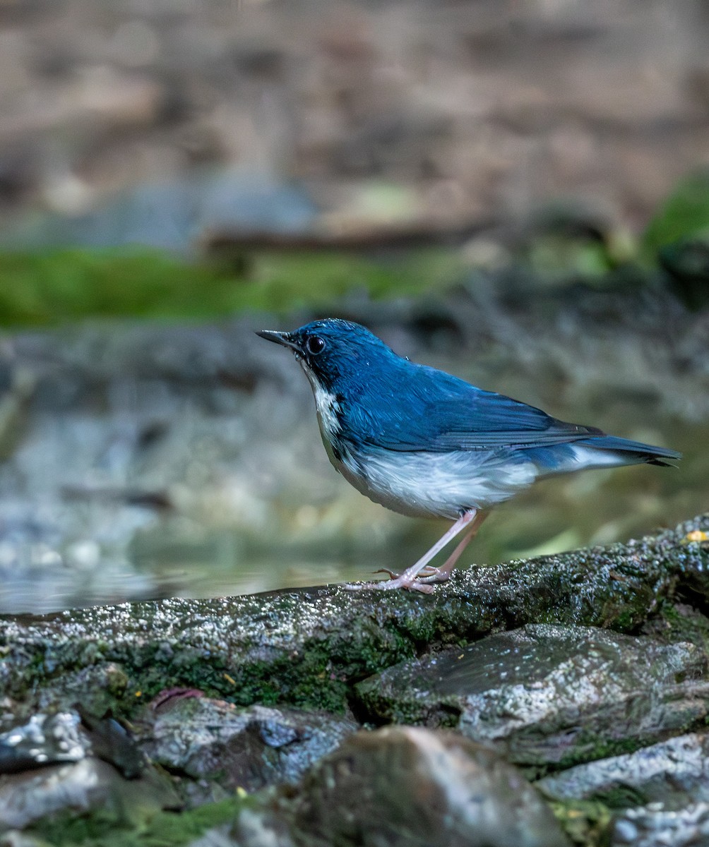 Siberian Blue Robin - ML647402062