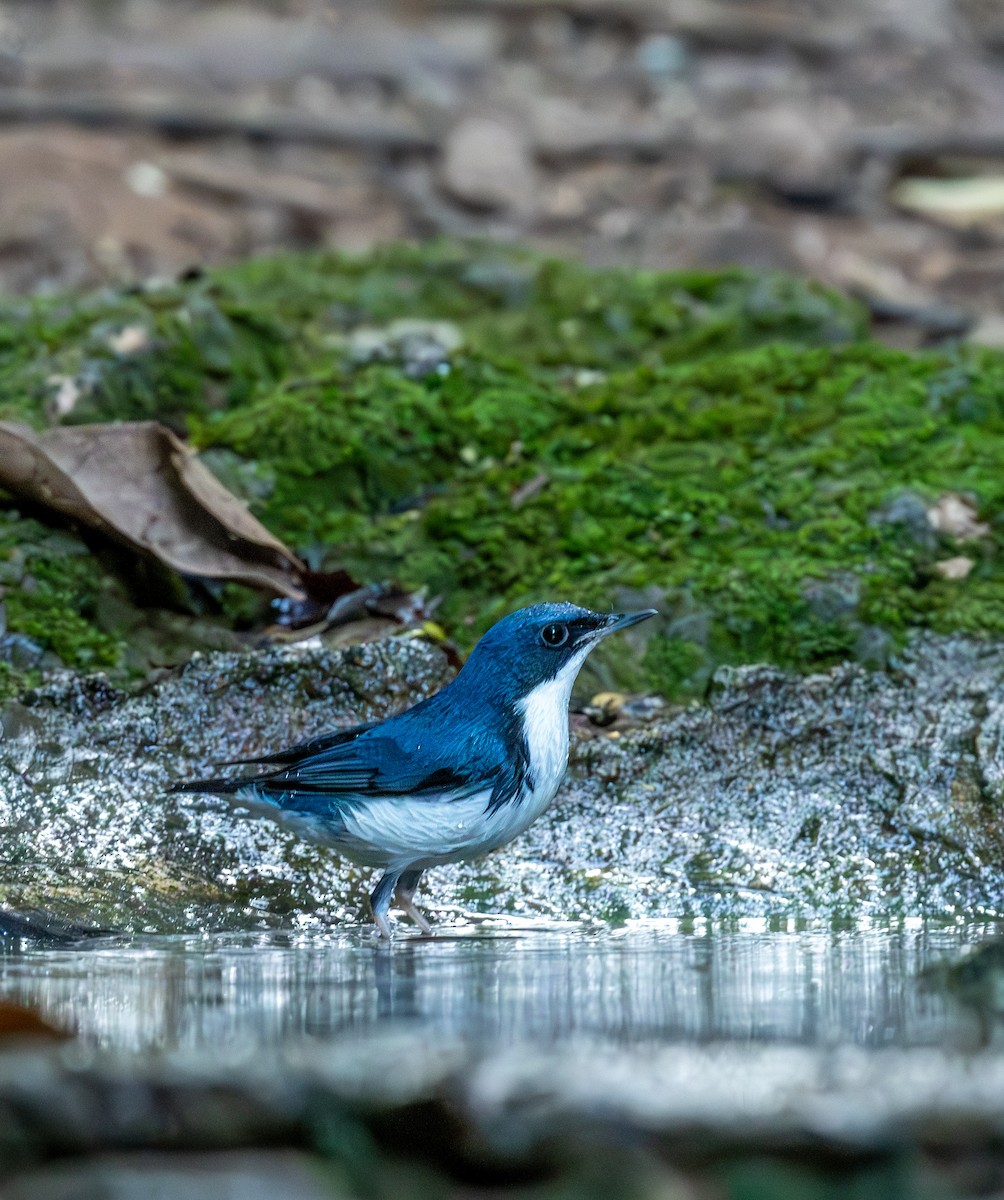 Siberian Blue Robin - ML647402063