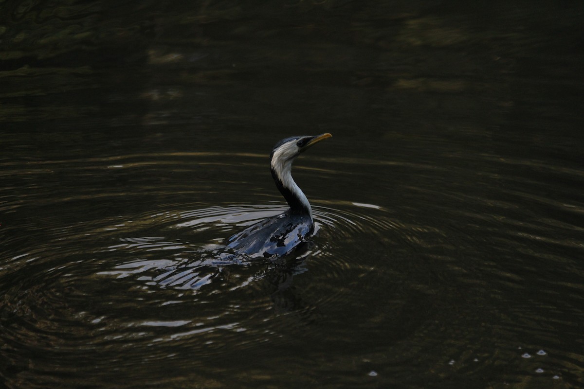 Little Pied Cormorant - ML647402067