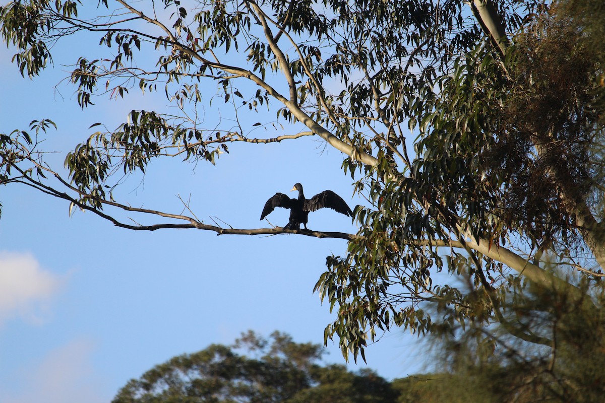 Great Cormorant - ML647402068