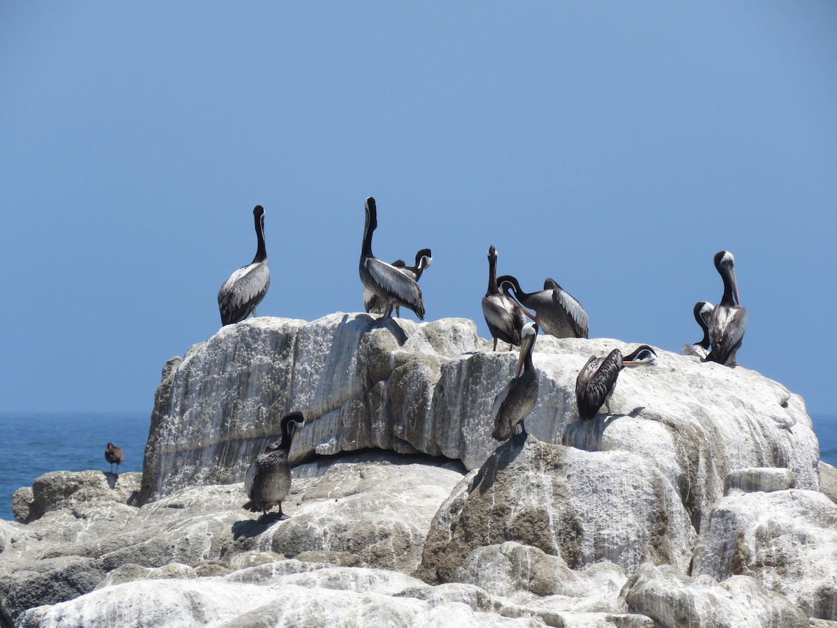 Pélican thage - ML647402071