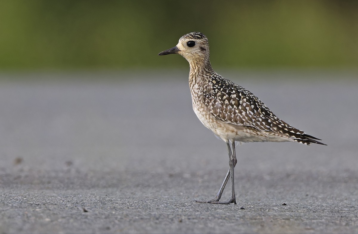 Pluvier fauve - ML647402072