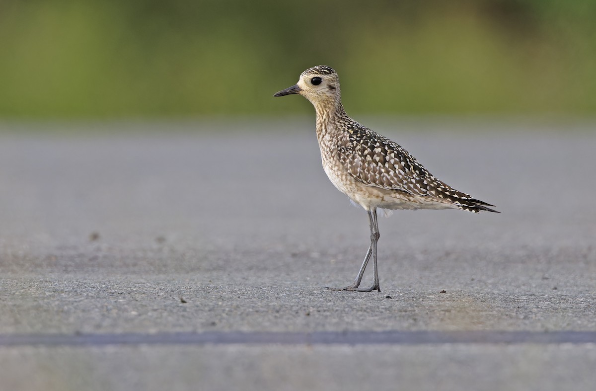 Pluvier fauve - ML647402073