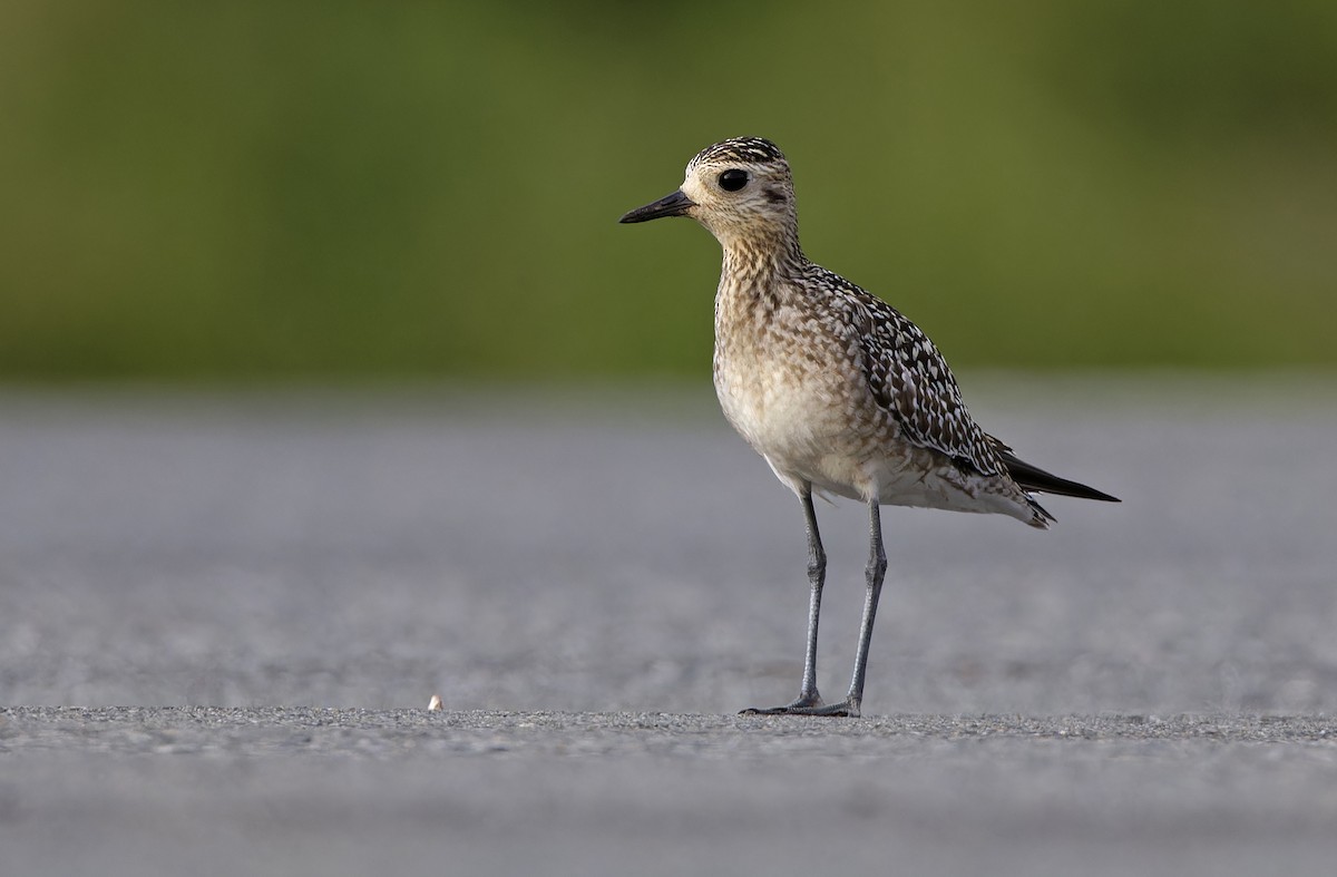 Pluvier fauve - ML647402074