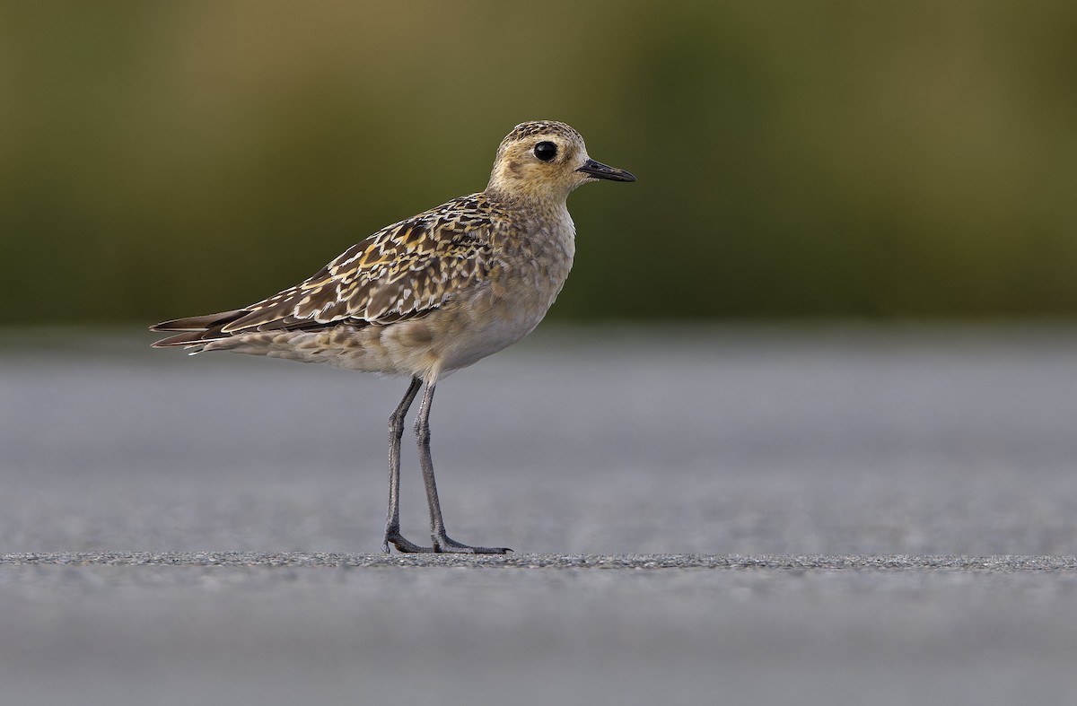 Pluvier fauve - ML647402075