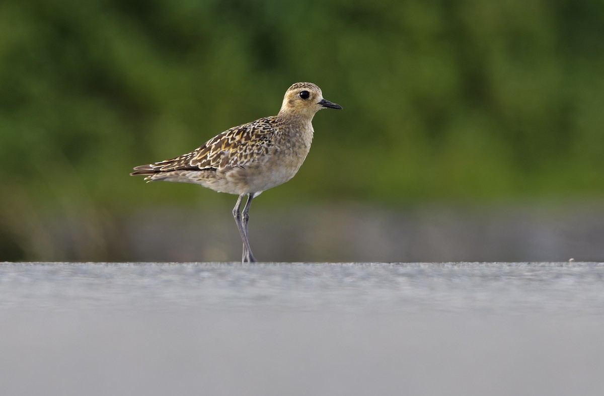 Pluvier fauve - ML647402076