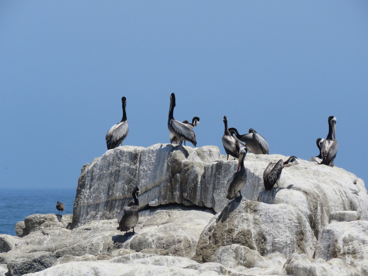 Pélican thage - ML647402077