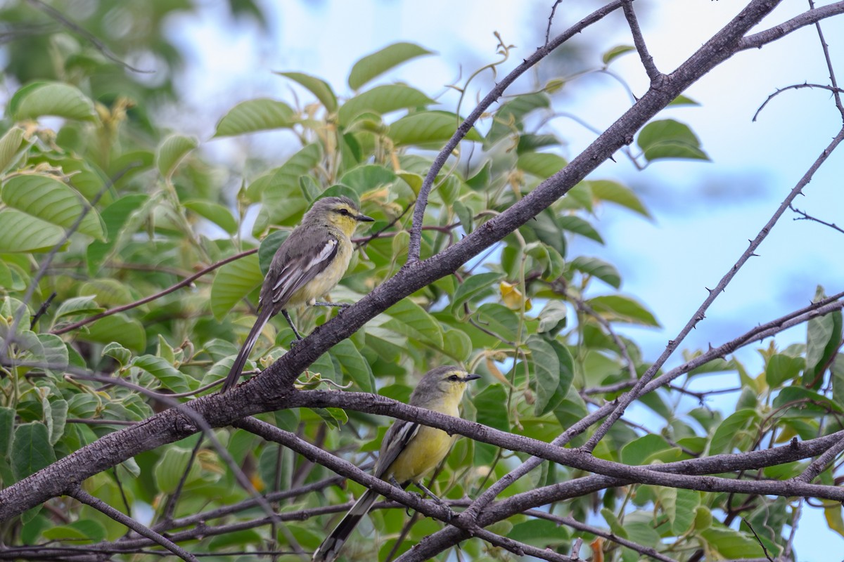 Greater Wagtail-Tyrant (Caatinga) - ML647402081