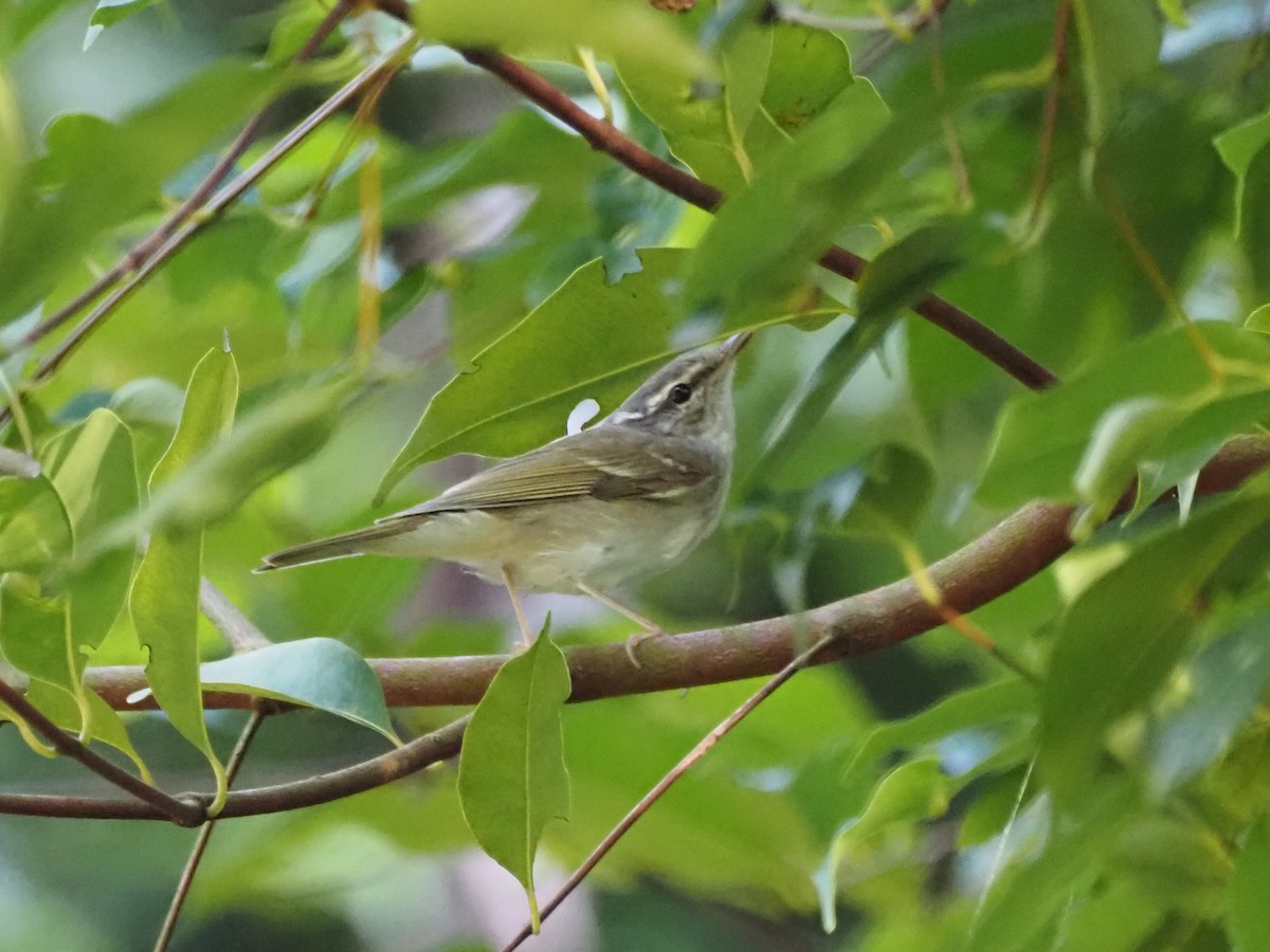 Сахалинская пеночка - ML647402084