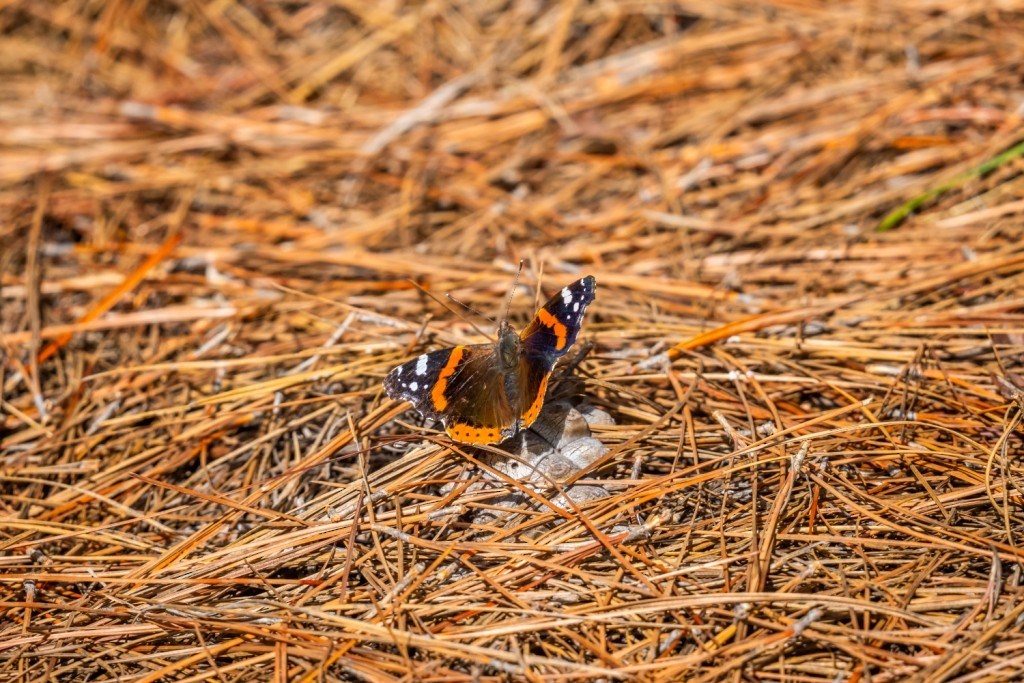 Red Admiral - ML647402085