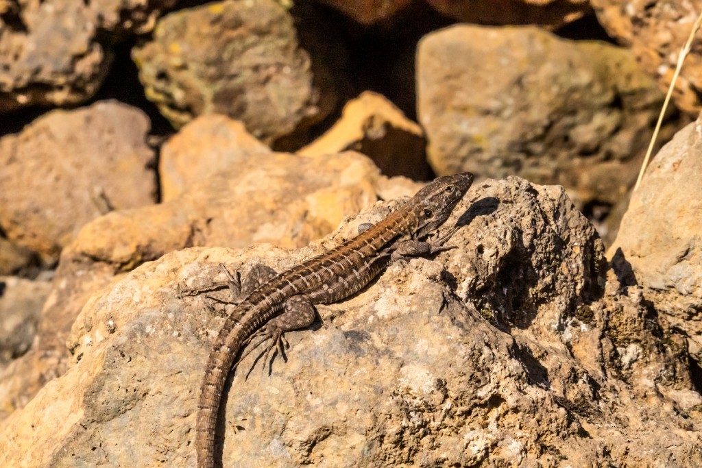 Tenerife Lizard - ML647402086