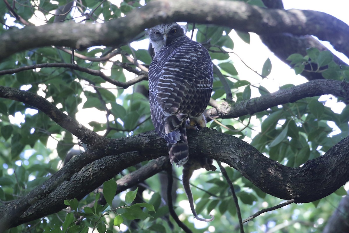 Ninoxe puissante - ML647402087