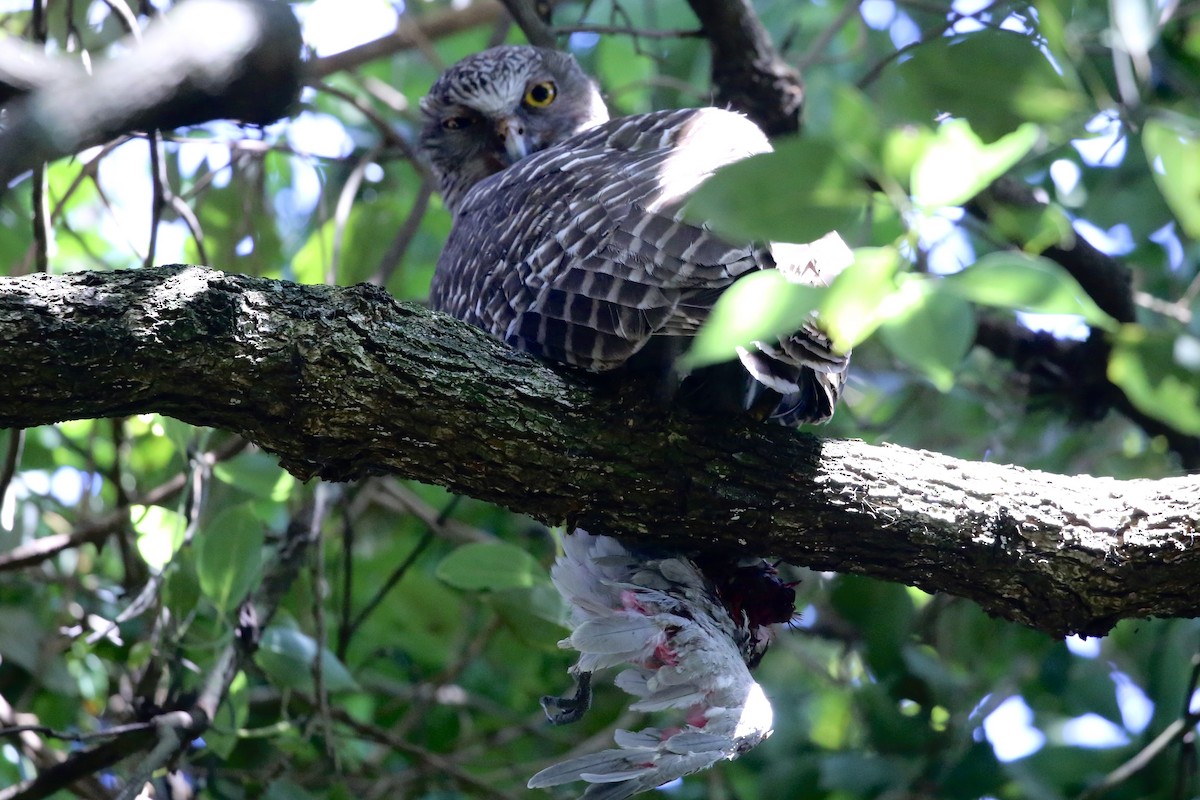 Ninoxe puissante - ML647402088