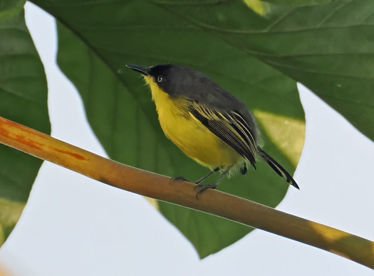 Todirostre familier - ML647402089