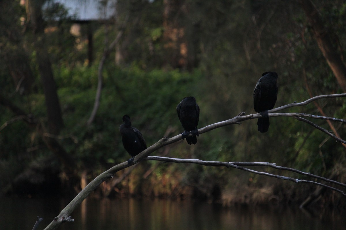 Cormoran noir - ML647402090