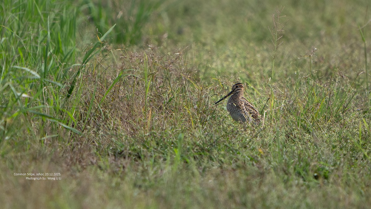 Bécassine des marais - ML647402091