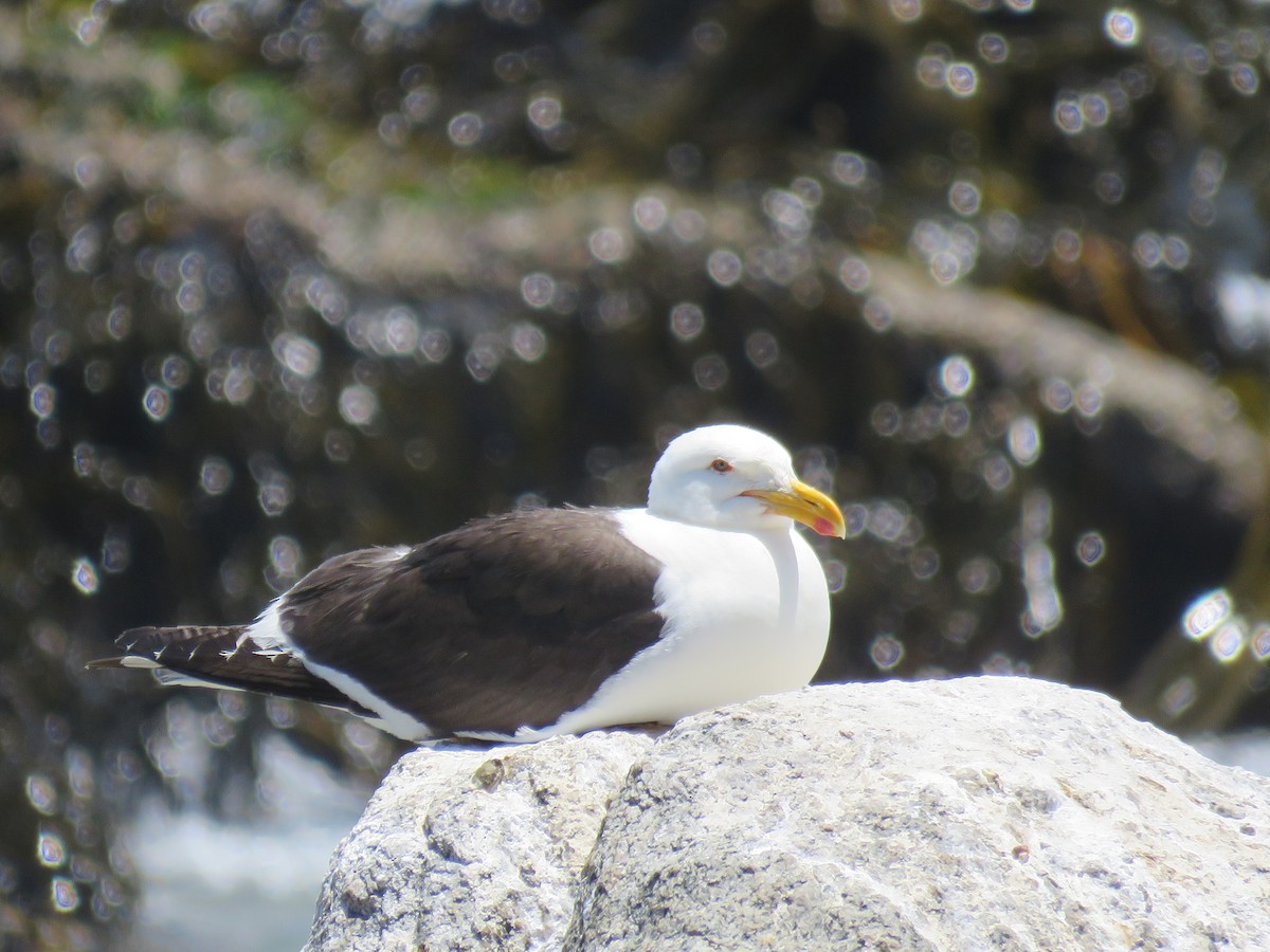 Goéland dominicain - ML647402093