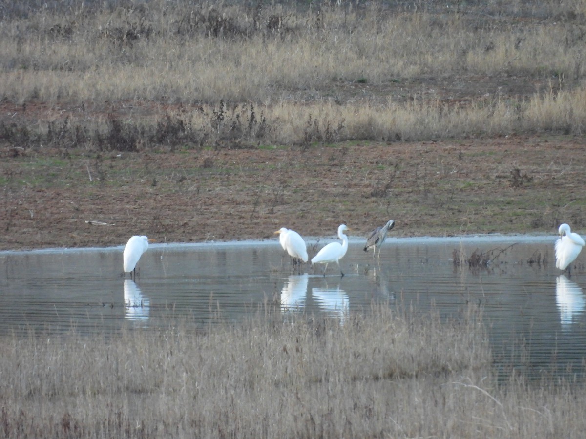 Grande Aigrette - ML647402094