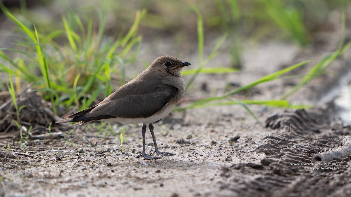 Glaréole orientale - ML647402096