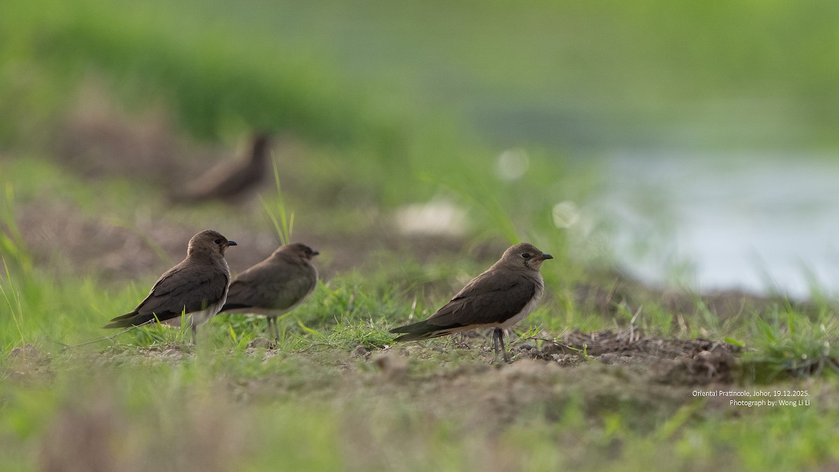 Glaréole orientale - ML647402097