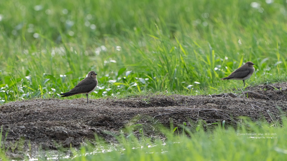 Glaréole orientale - ML647402098