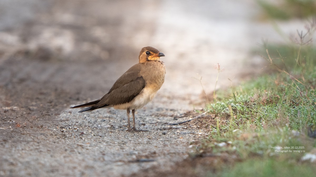 Glaréole orientale - ML647402099