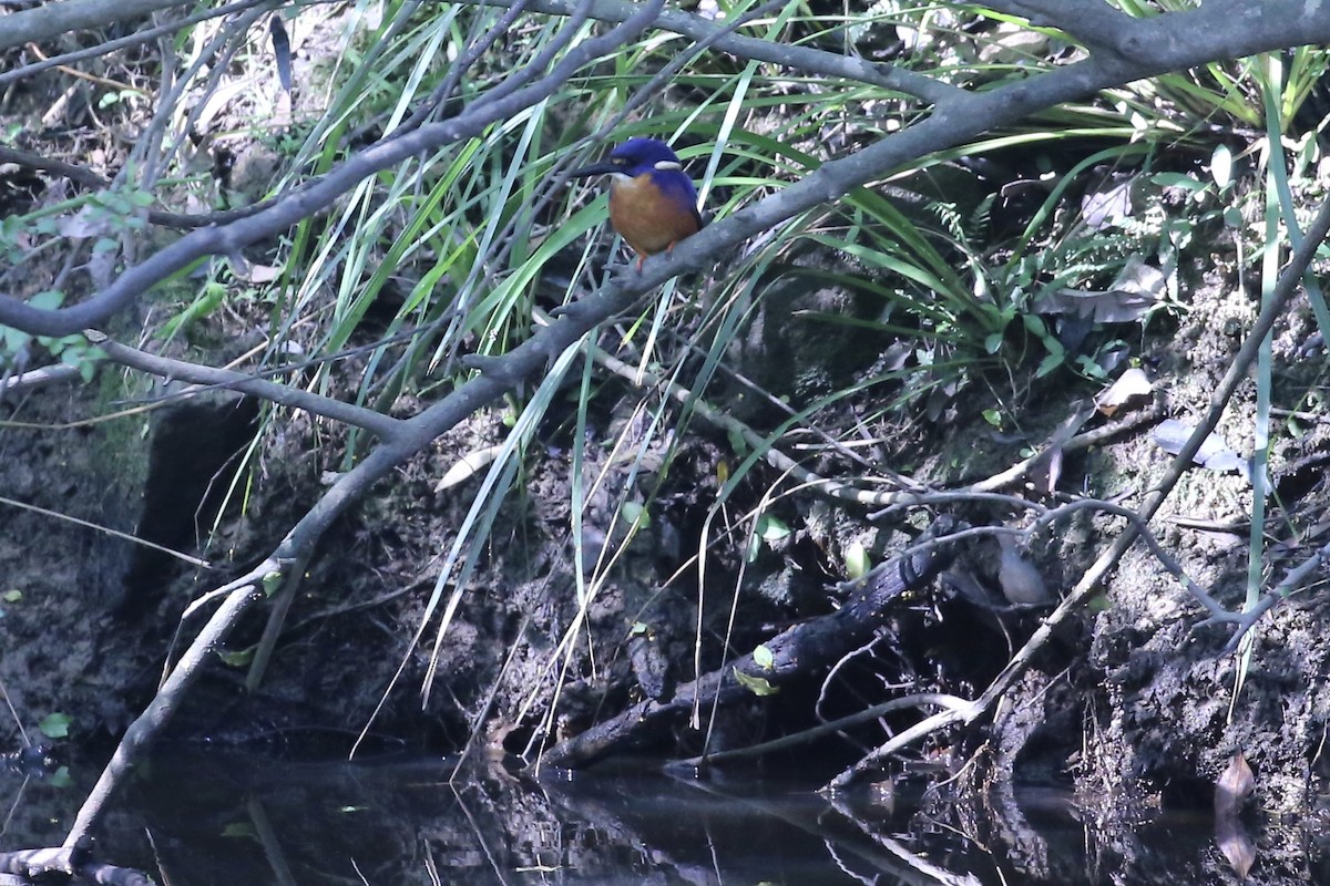 Martin-pêcheur à dos bleu - ML647402100