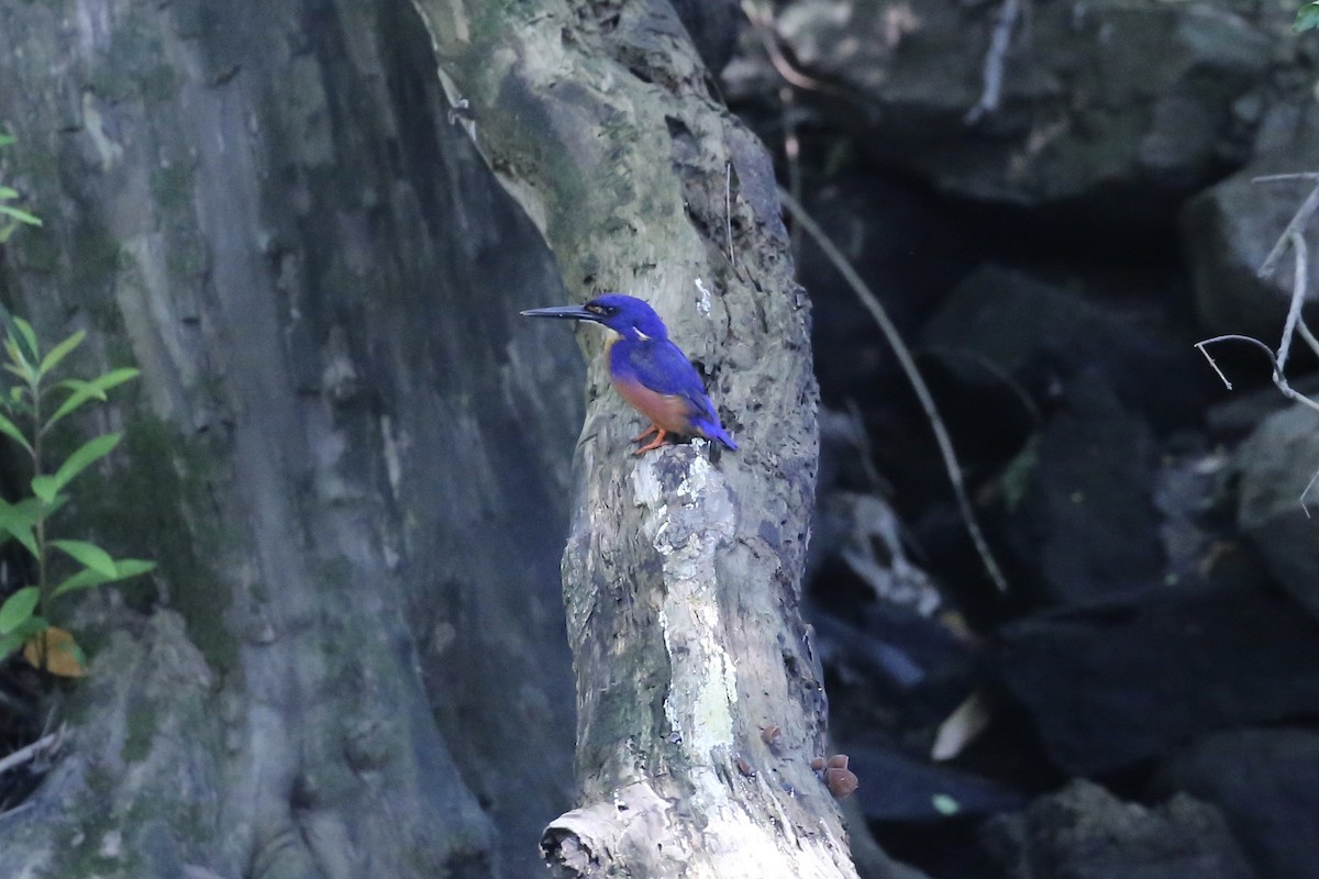 Martin-pêcheur à dos bleu - ML647402101