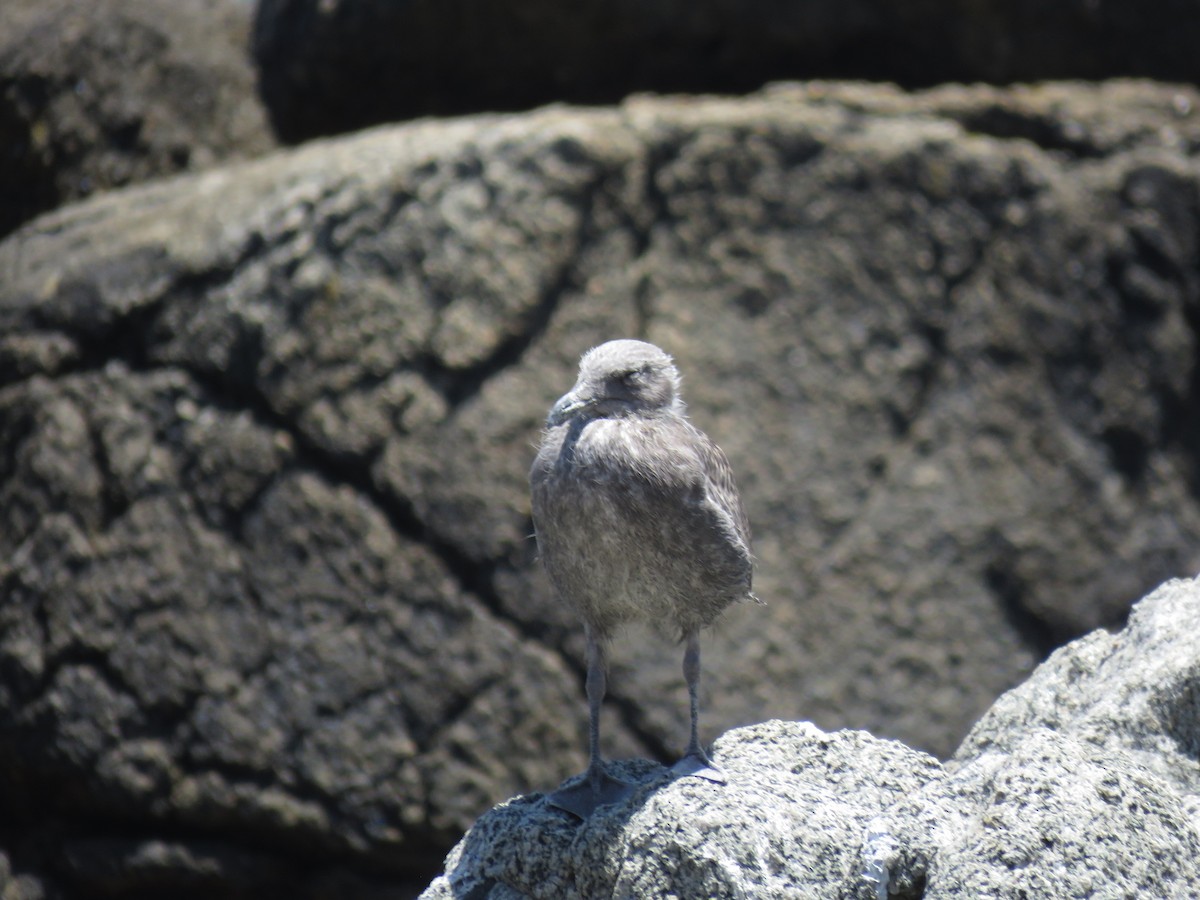 Goéland dominicain - ML647402102