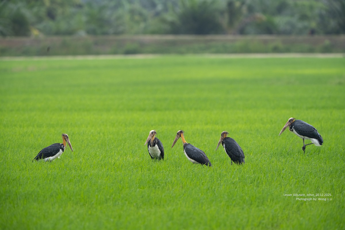 Marabout chevelu - ML647402103