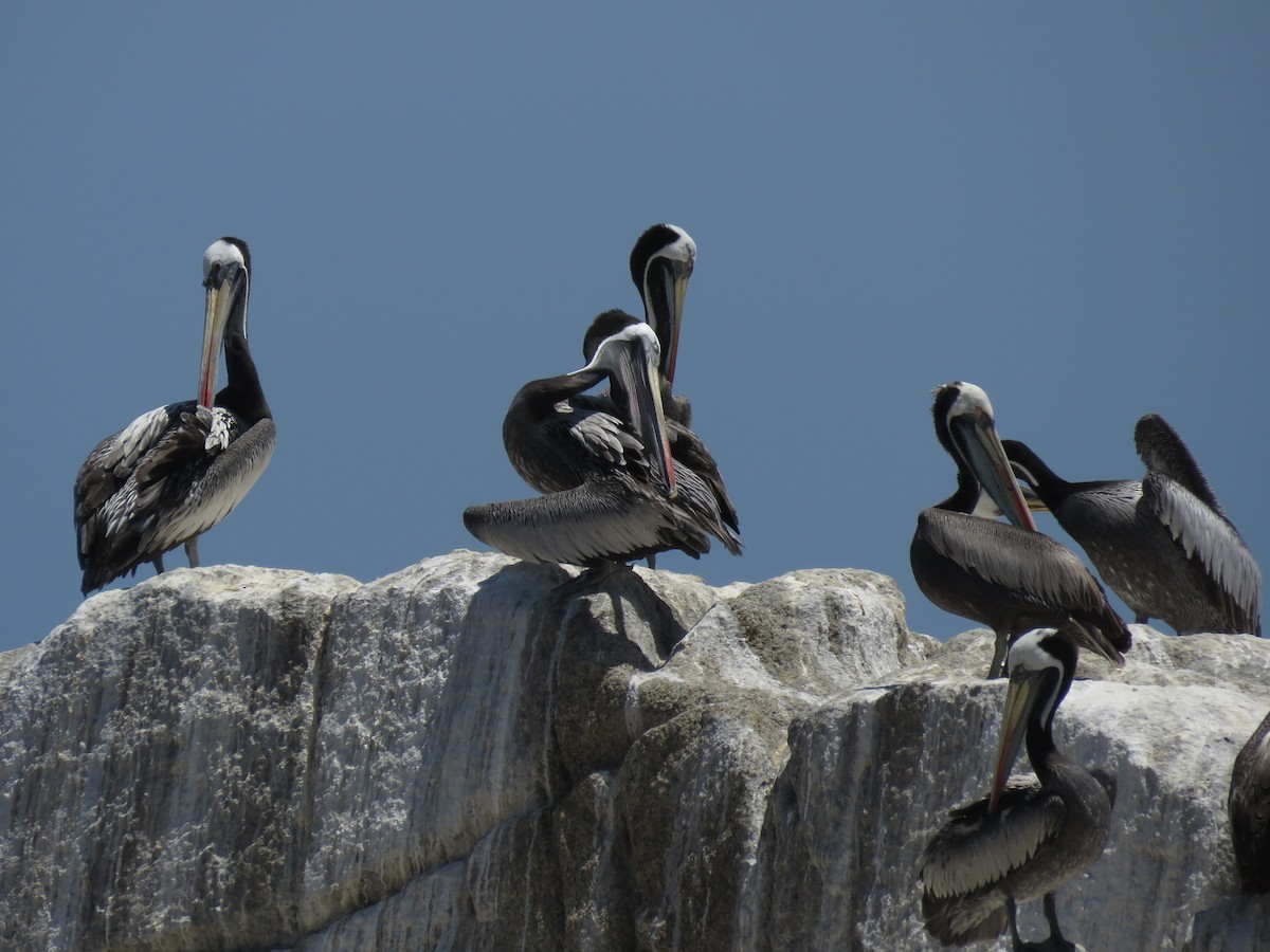 Pélican thage - ML647402104